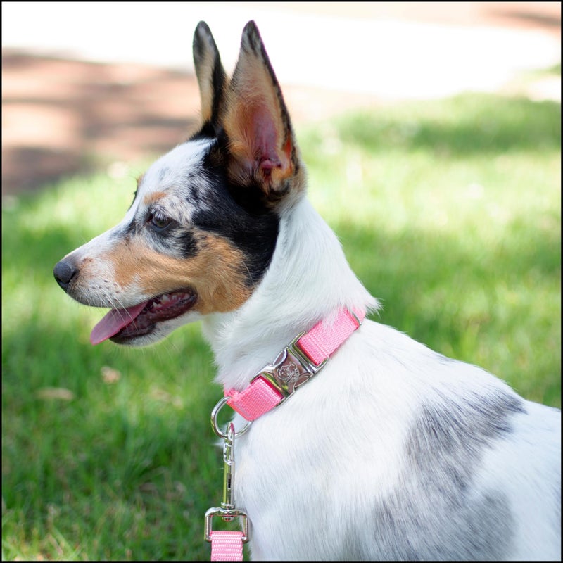 Country Brook Design Country Brook Petz - Premium Nylon Dog Collar with Metal Buckle for Small Medium Large Breeds - 10+ Warm Colors (Extra Large, 1 Inch, Pink) - Image 2